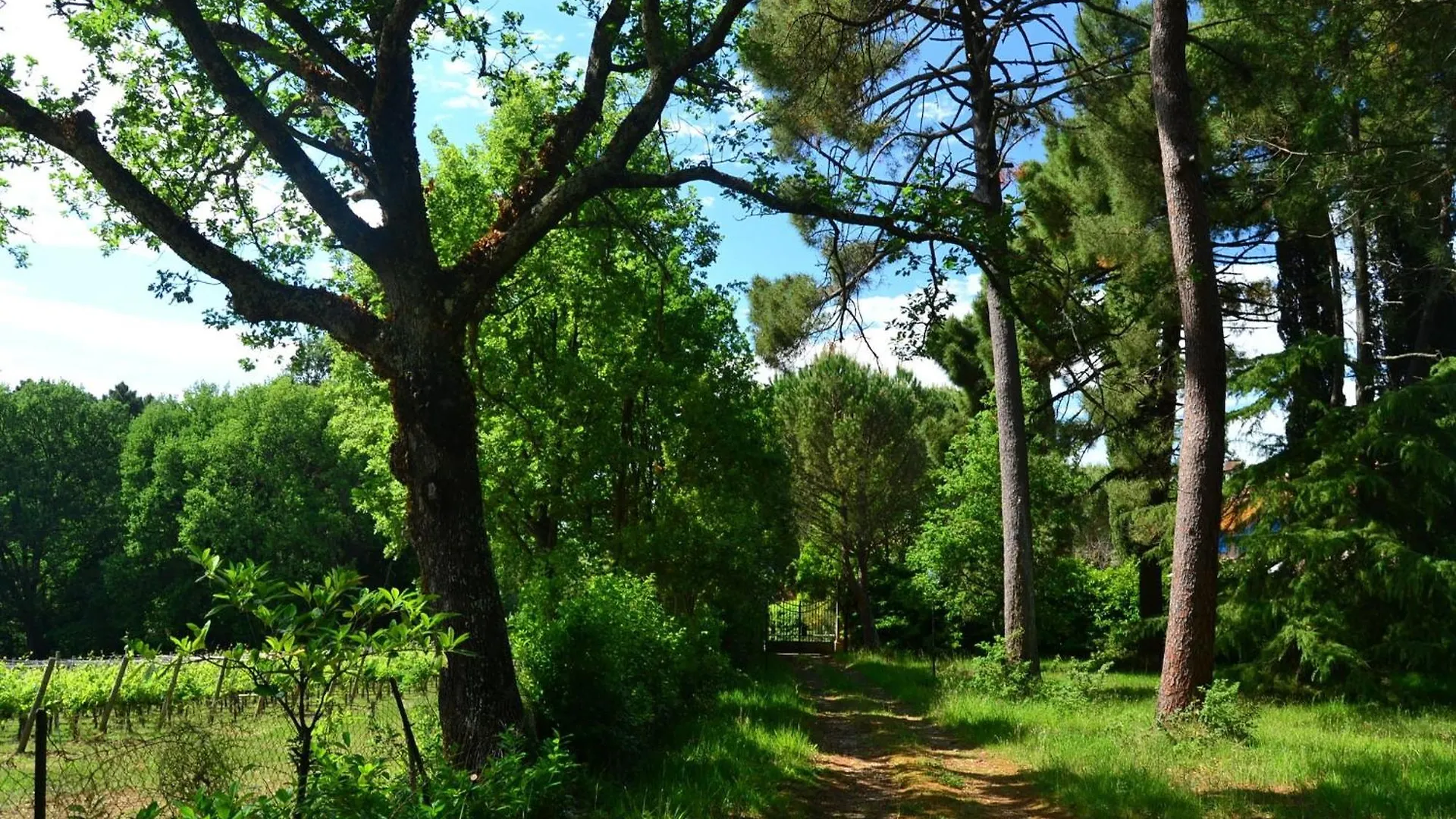 Lovely Holiday Home In Montefiridolfi With Hill View